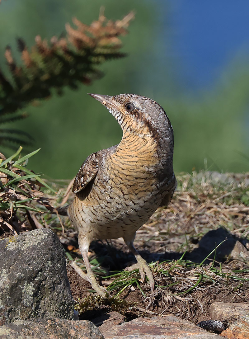 Wryneck